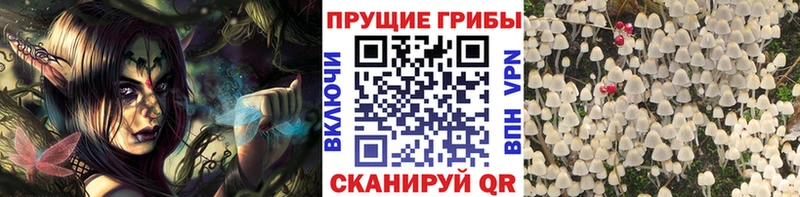 сколько стоит  Краснозаводск  Псилоцибиновые грибы Psilocybine cubensis 